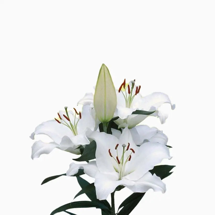 Lily Oriental Pacific Ocean 90cm - 10 Stem Bunch