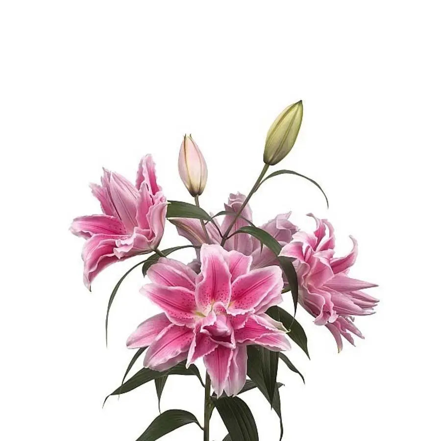 Lily Oriental Roselily Isabel 90cm - 10 Stem Bunch