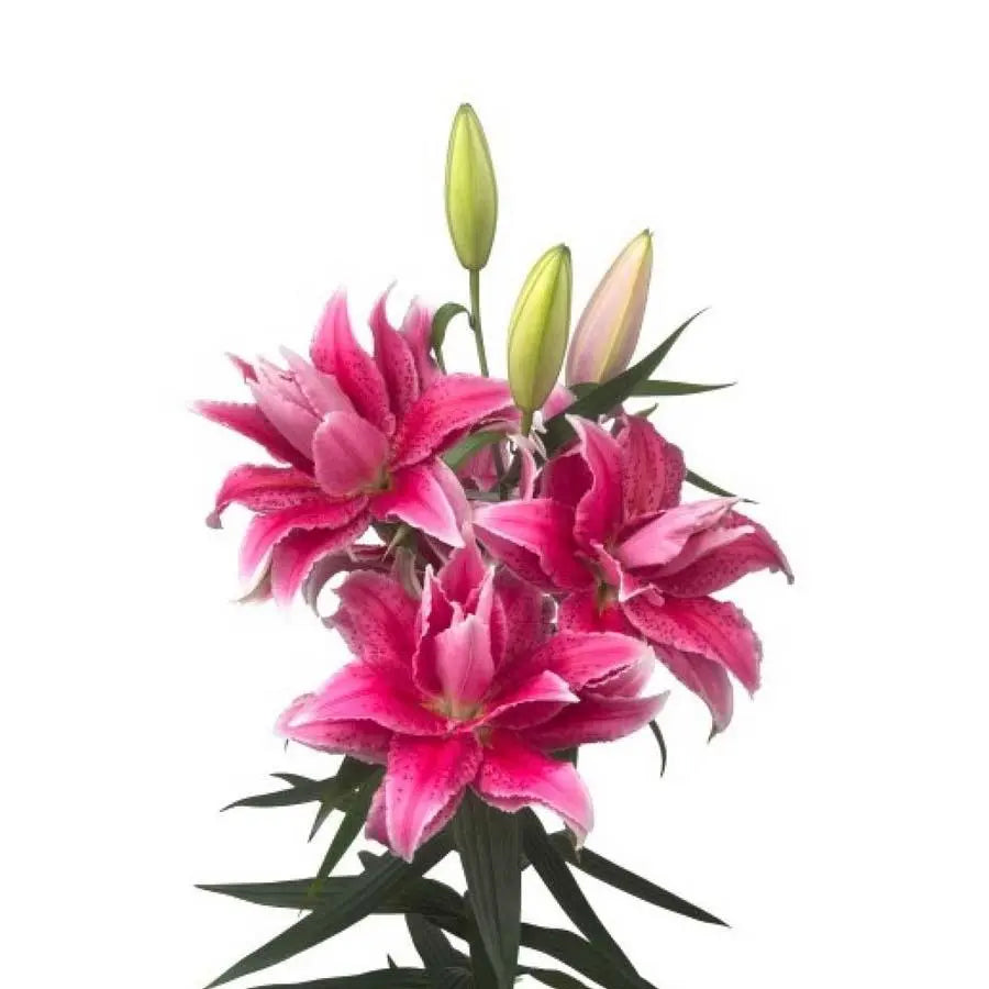 Lily Oriental Roselily Thalita 90cm - 10 Stem Bunch