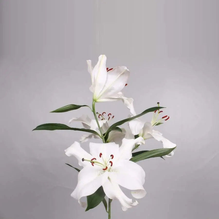 Lily Oriental Santander 85cm - 10 Stem Bunch