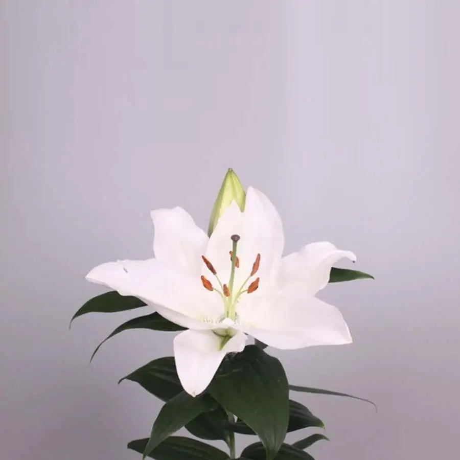 Lily Oriental Severn 85cm - 10 Stem Bunch