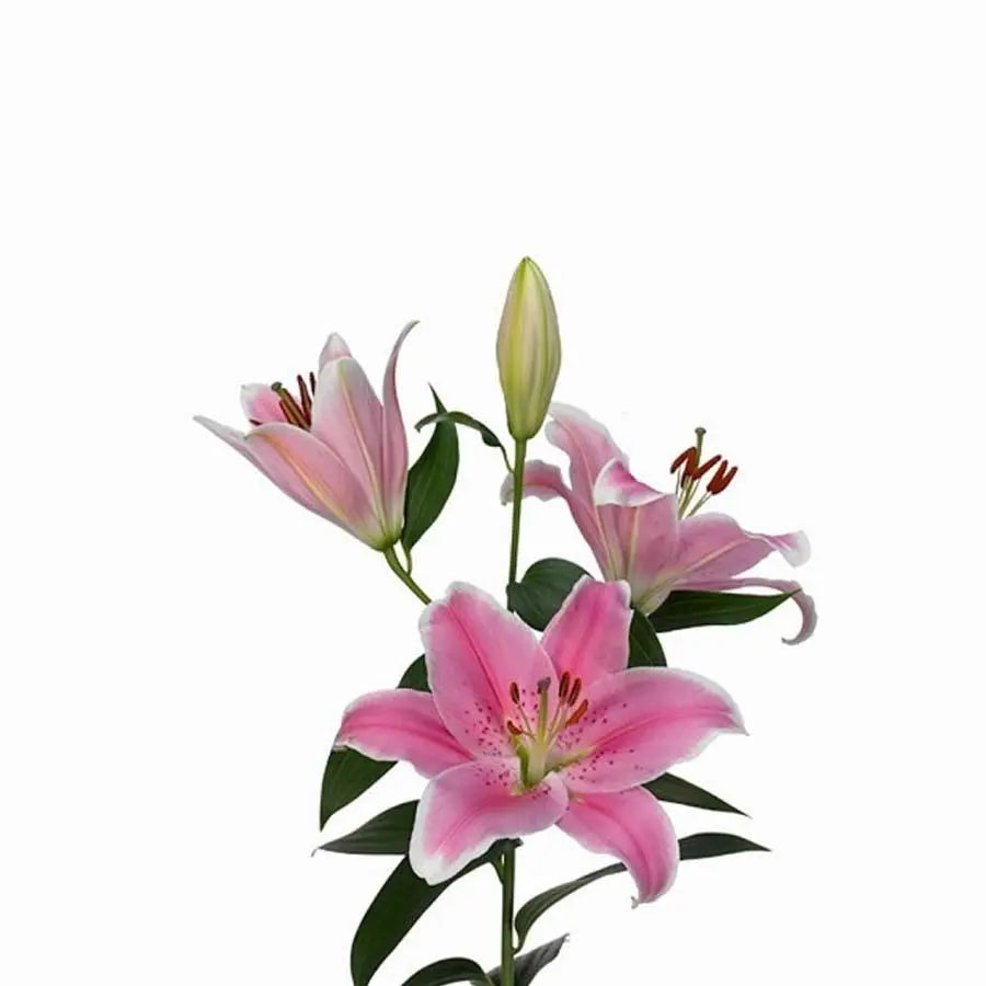 Lily Oriental Sorbonne 85cm - 10 Stem Bunch