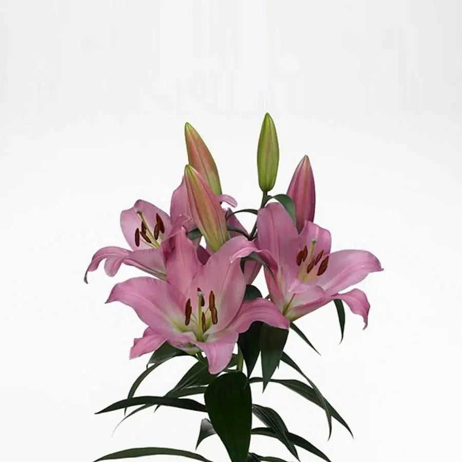 Lily Oriental Tabledance 85cm - 10 Stem Bunch
