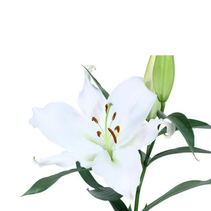 Lily Oriental Zambesi 85cm - 10 Stem Bunch