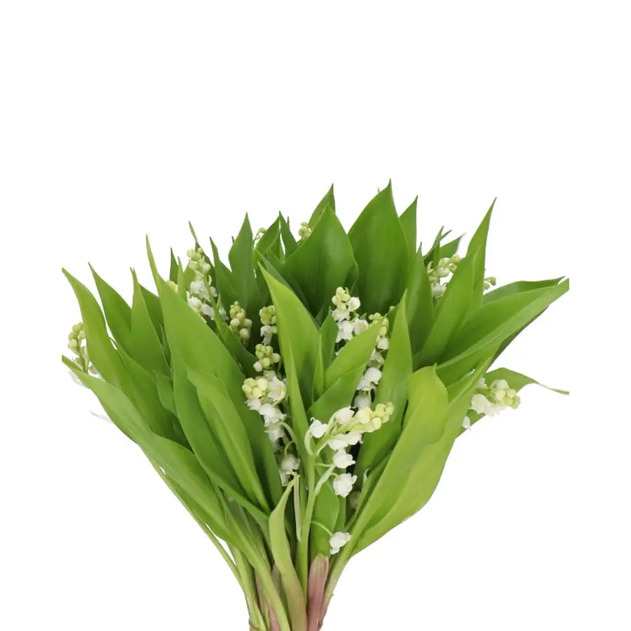 flower bouquet with lily of the valley Lily of the Valley - 25 Stem Bunch