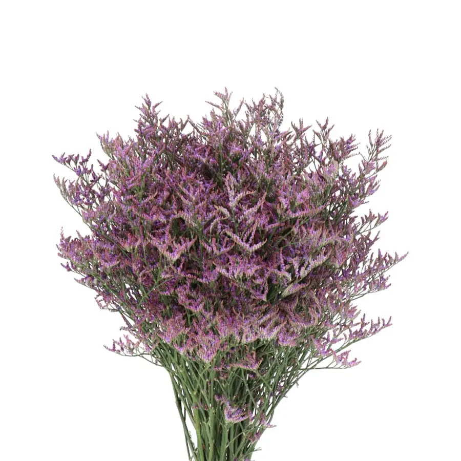Limonium Safora Dark Blue - 25 Stem Bunch Holex Dutch