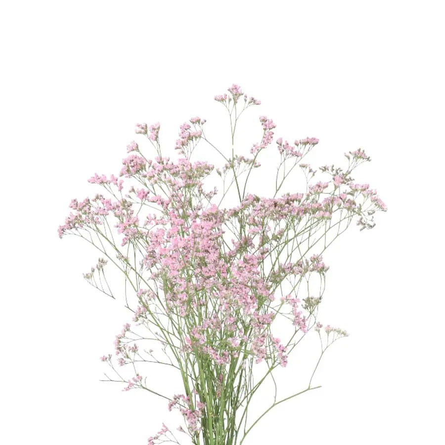 Limonium Safora Oshi Pink - 25 Stem Bunch Holex Dutch