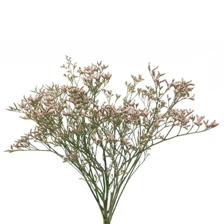 Limonium Beltlaard - 25 Stem Bunch