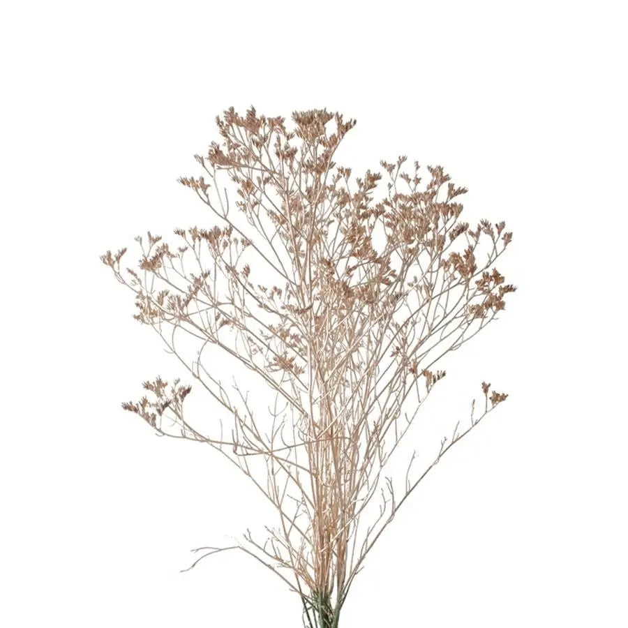 Limonium Painted - 25 Stem Bunch