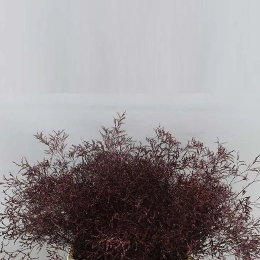 Limonium Painted - 25 Stem Bunch