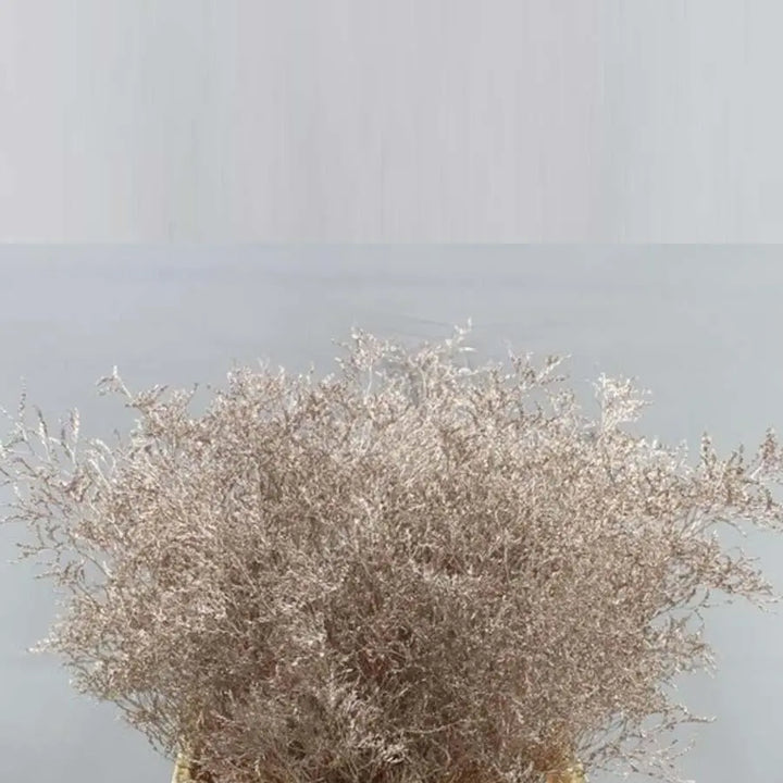 Limonium Painted - 25 Stem Bunch