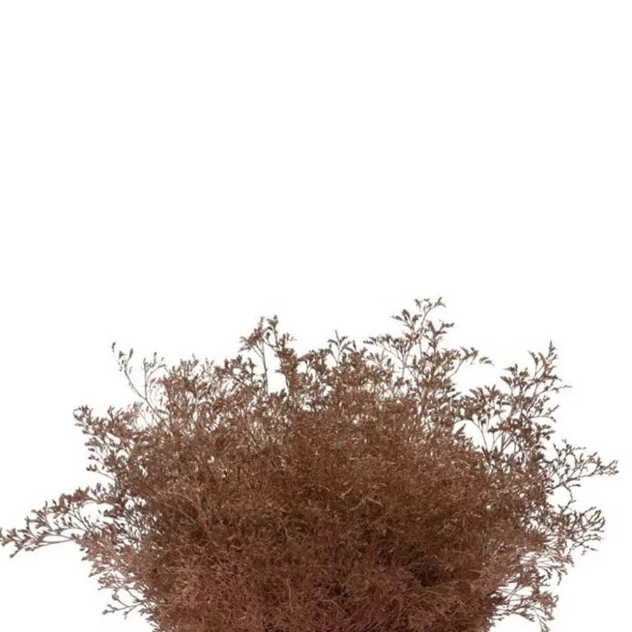 Limonium Painted - 25 Stem Bunch