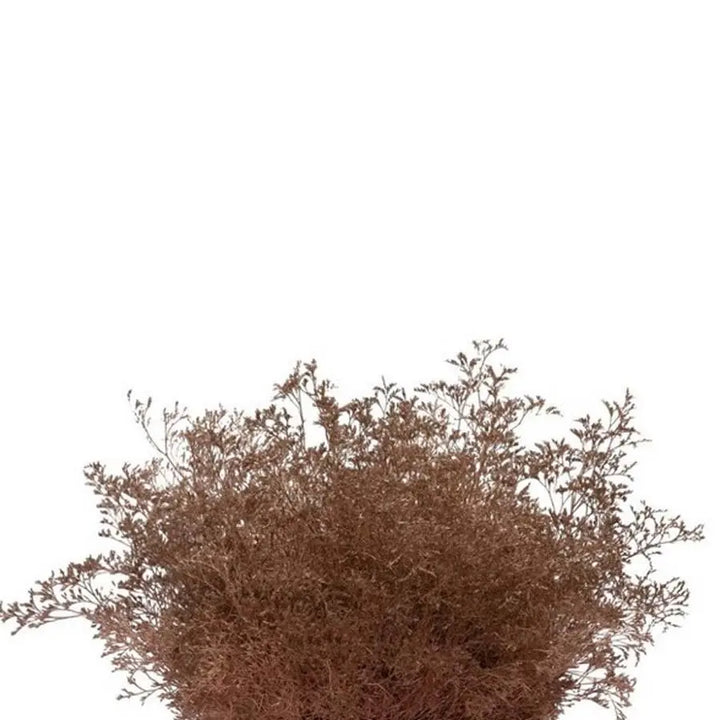 Limonium Painted - 25 Stem Bunch