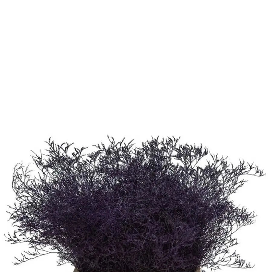 Limonium Painted - 25 Stem Bunch