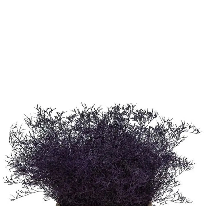Limonium Painted - 25 Stem Bunch