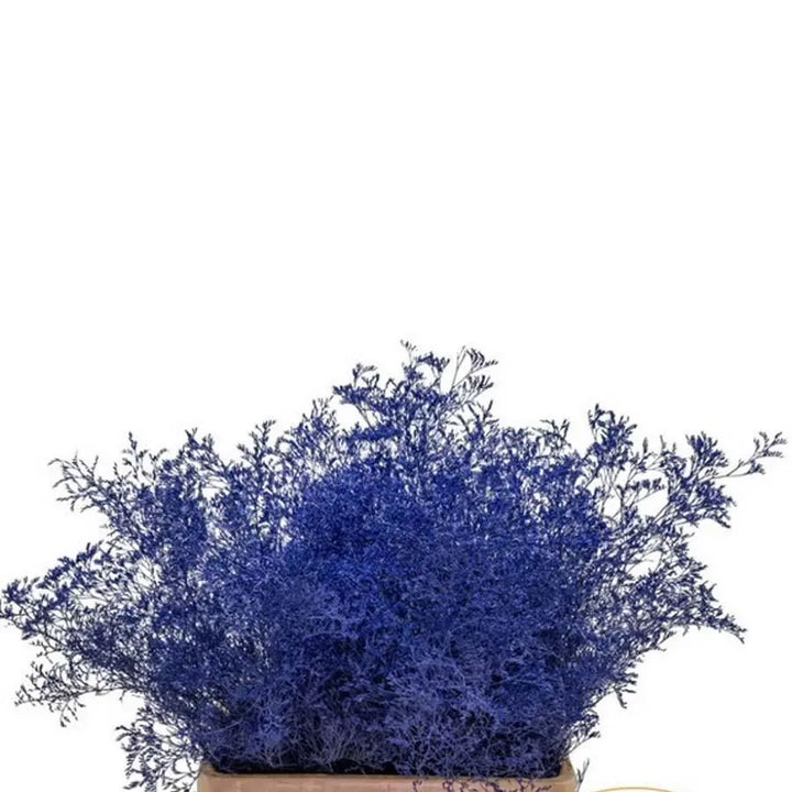 Limonium Painted - 25 Stem Bunch