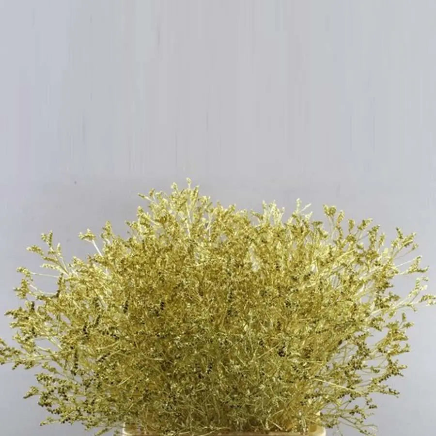 Limonium Painted - 25 Stem Bunch