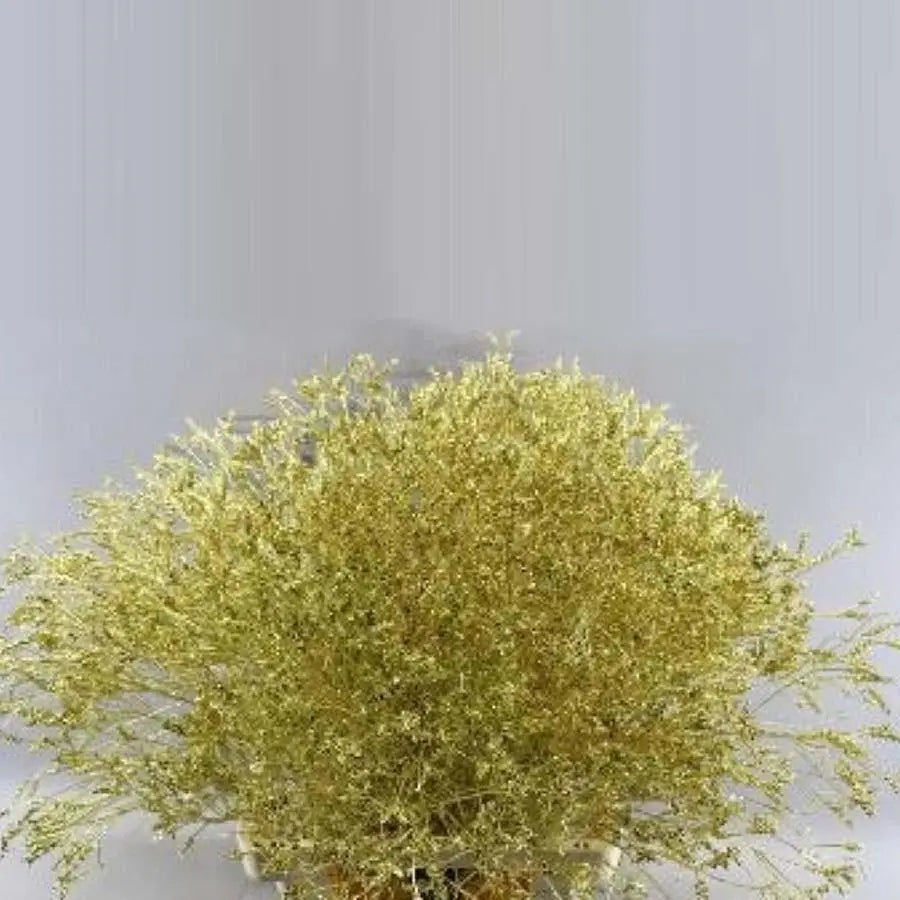 Limonium Painted - 25 Stem Bunch