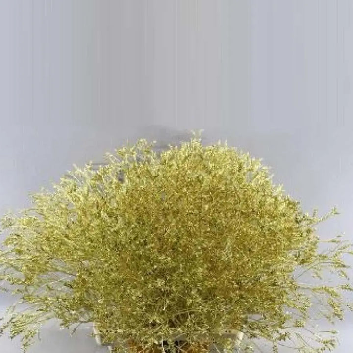 Limonium Painted - 25 Stem Bunch