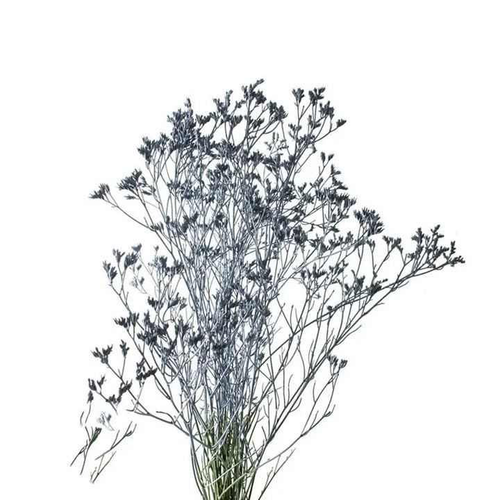 Limonium Painted - 25 Stem Bunch
