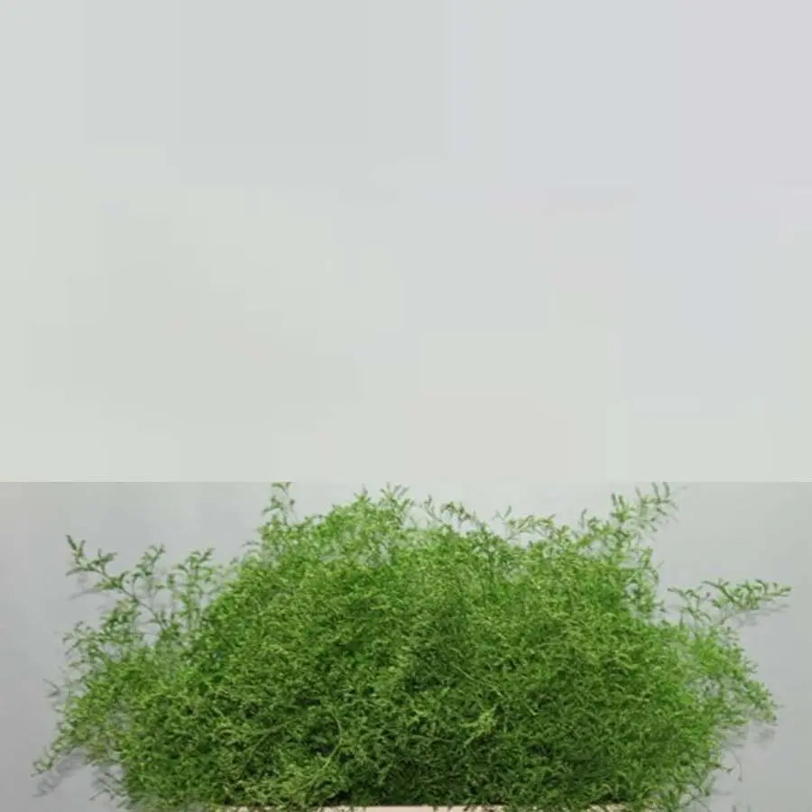 Limonium Painted - 25 Stem Bunch