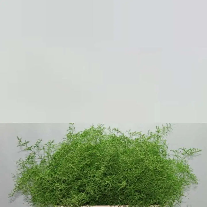 Limonium Painted - 25 Stem Bunch