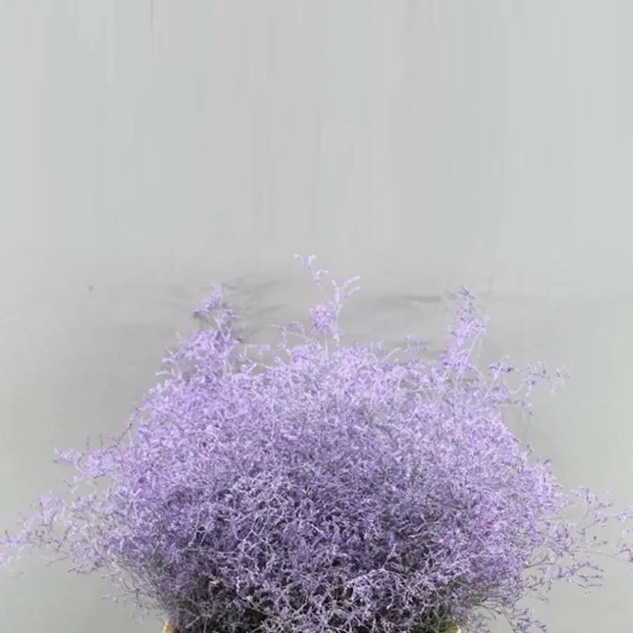 Limonium Painted - 25 Stem Bunch