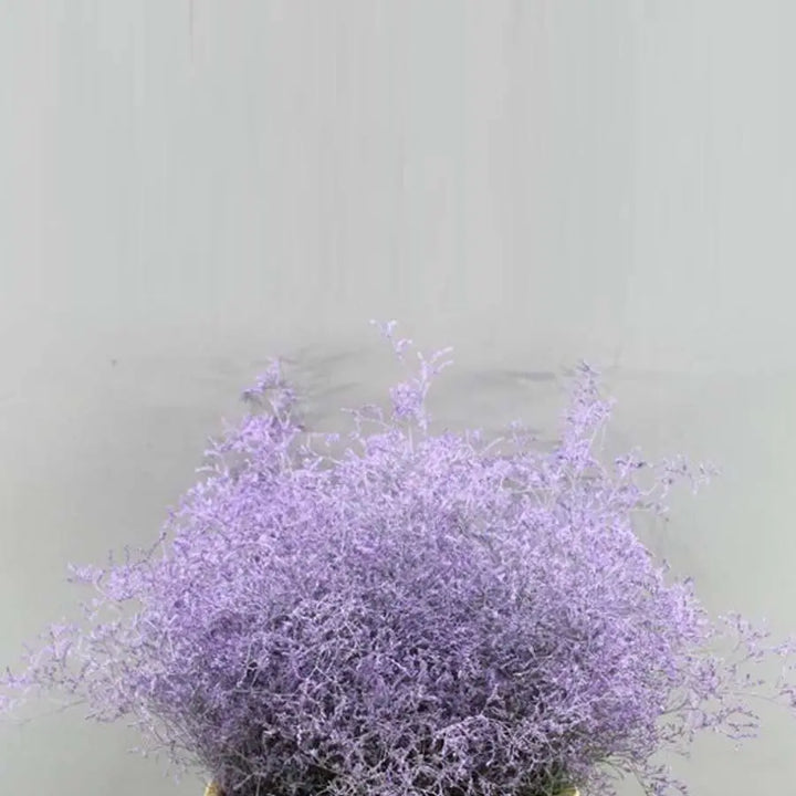 Limonium Painted - 25 Stem Bunch