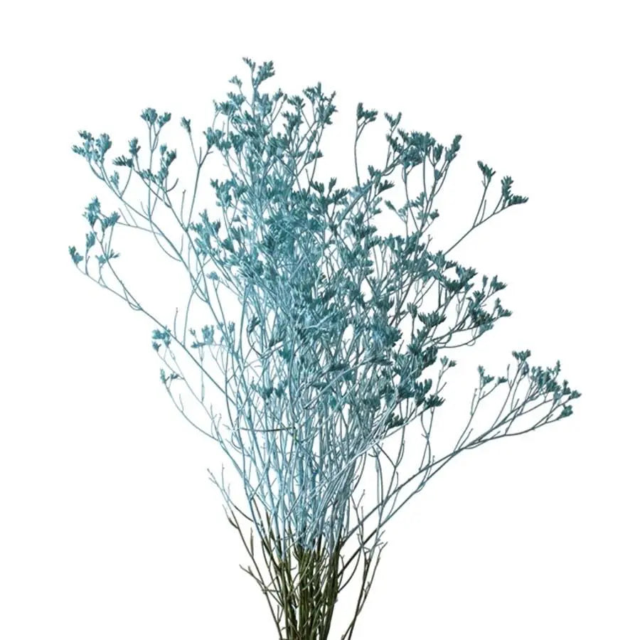 Limonium Painted - 25 Stem Bunch