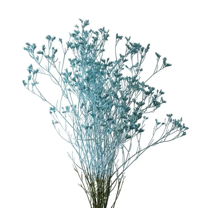 Limonium Painted - 25 Stem Bunch