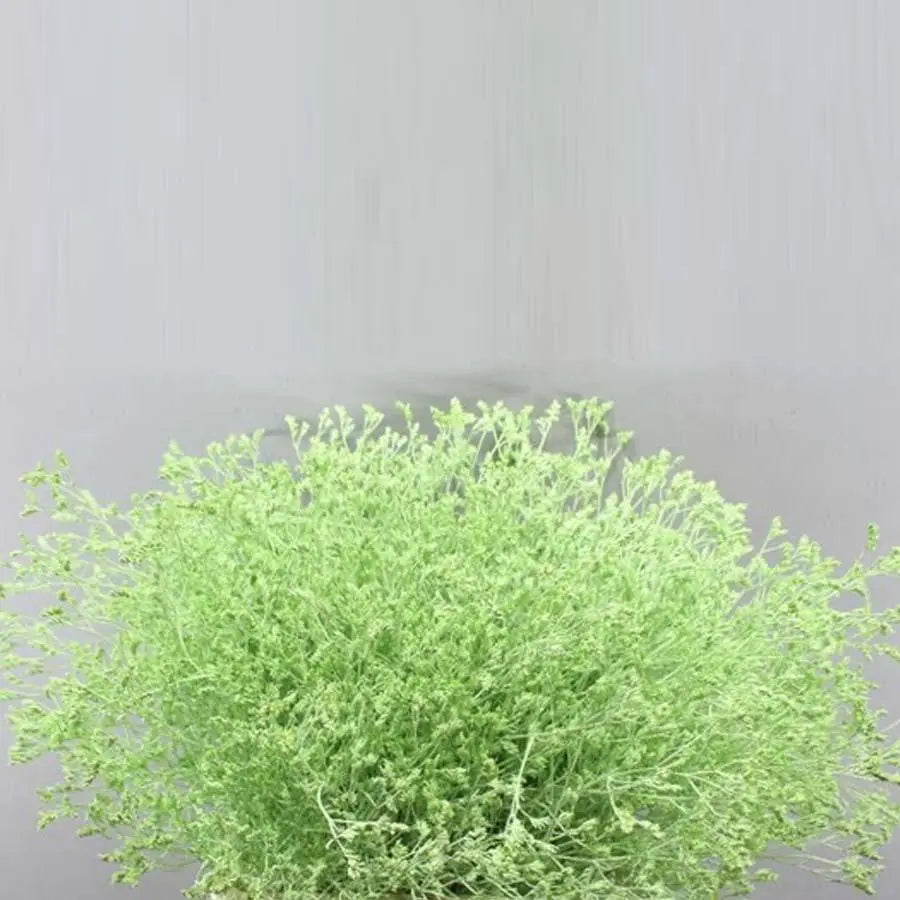 Limonium Painted - 25 Stem Bunch