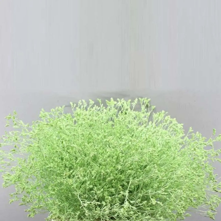 Limonium Painted - 25 Stem Bunch