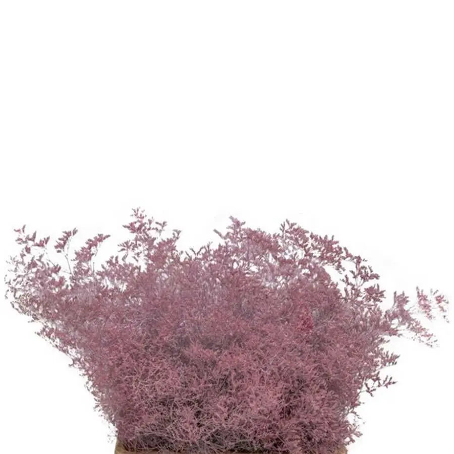 Limonium Painted - 25 Stem Bunch