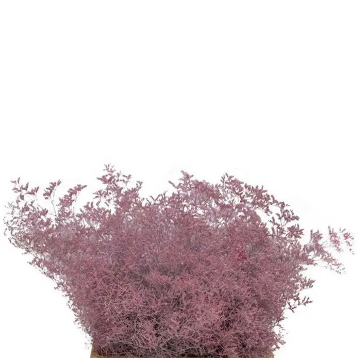 Limonium Painted - 25 Stem Bunch