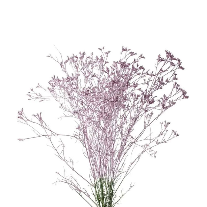 Limonium Painted - 25 Stem Bunch