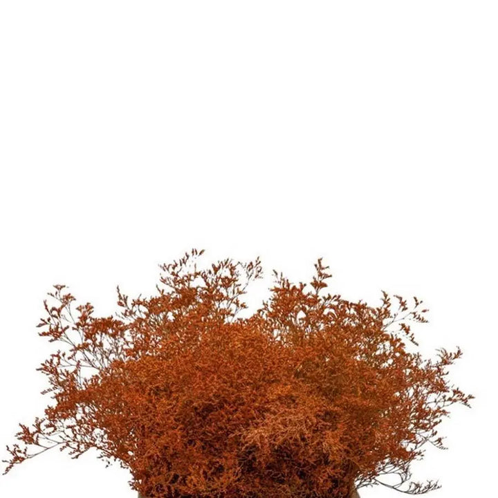 Limonium Painted - 25 Stem Bunch