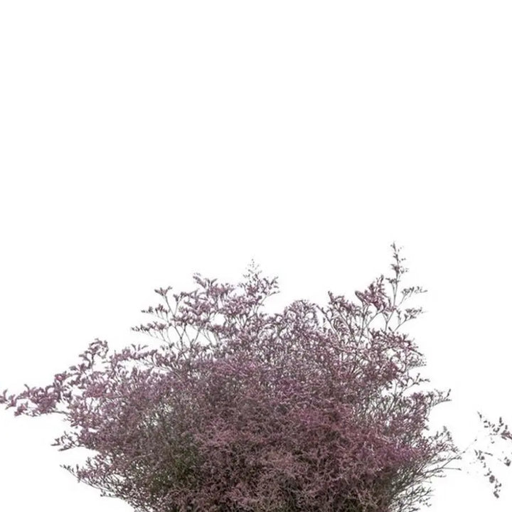 Limonium Painted - 25 Stem Bunch