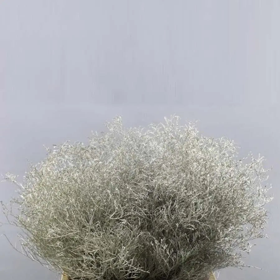 Limonium Painted - 25 Stem Bunch
