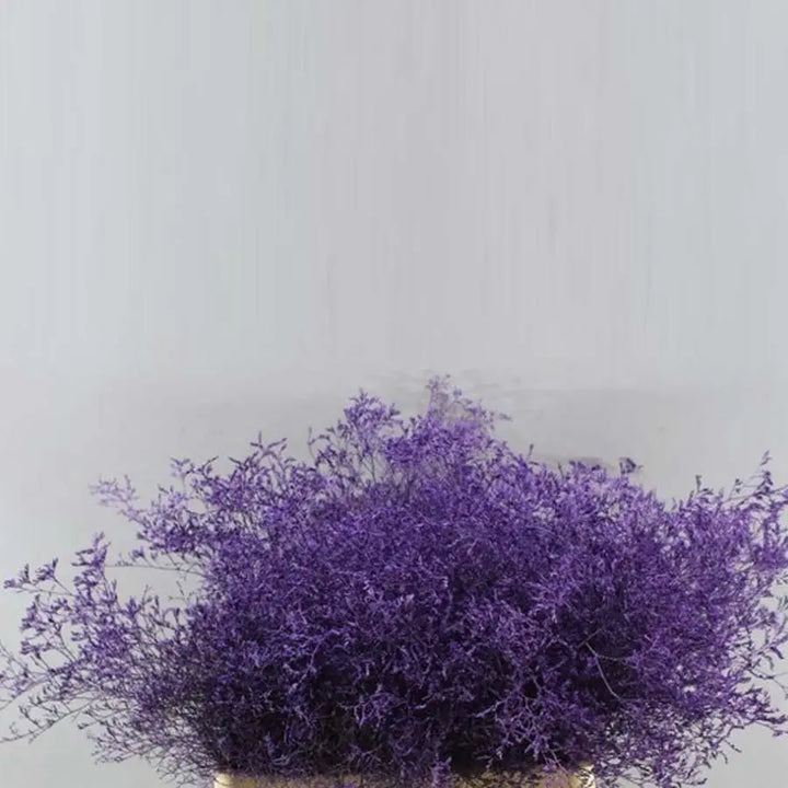 Limonium Painted - 25 Stem Bunch
