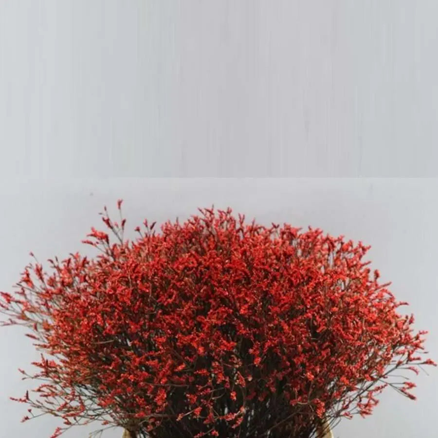 Limonium Painted - 25 Stem Bunch