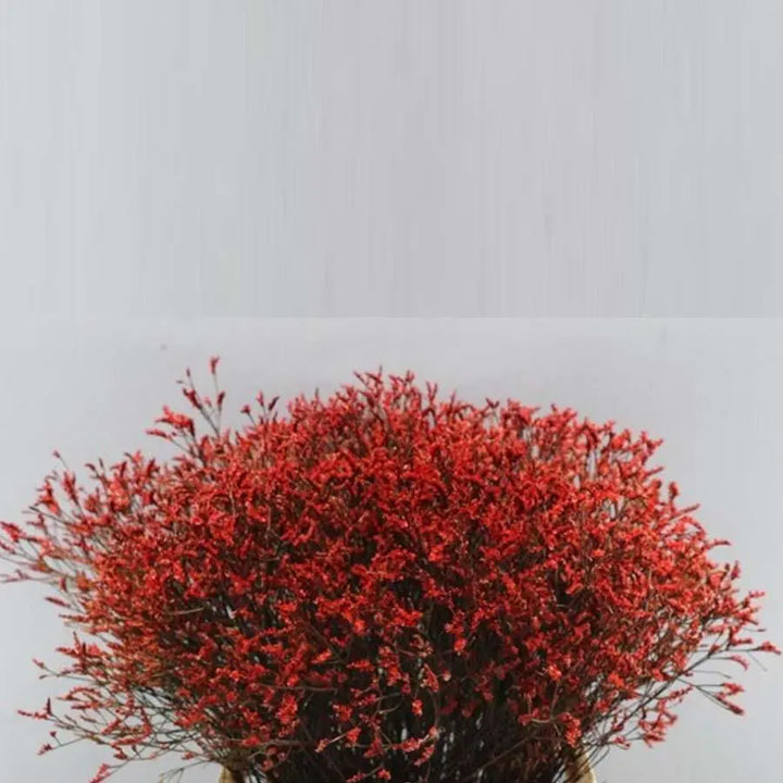 Limonium Painted - 25 Stem Bunch