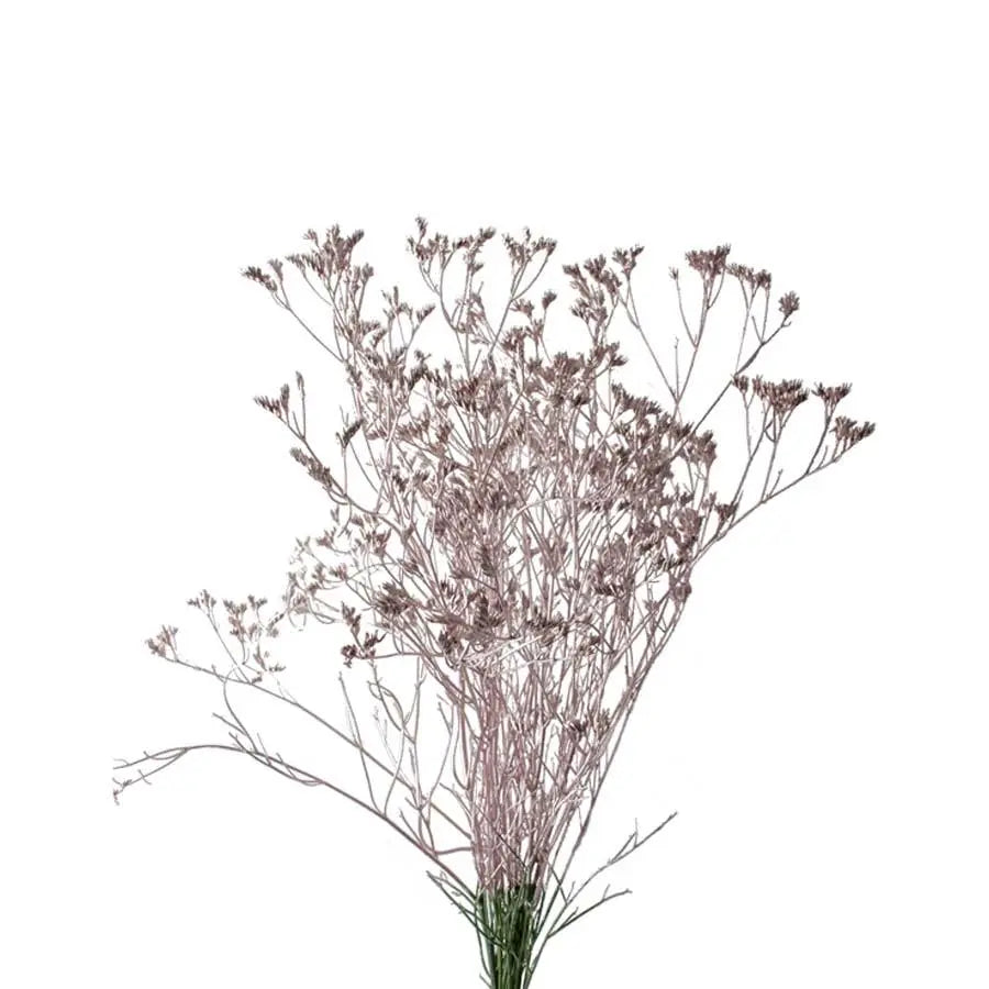Limonium Painted - 25 Stem Bunch