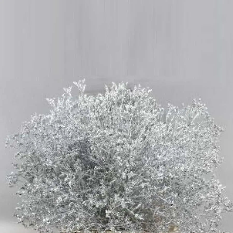 Limonium Painted - 25 Stem Bunch