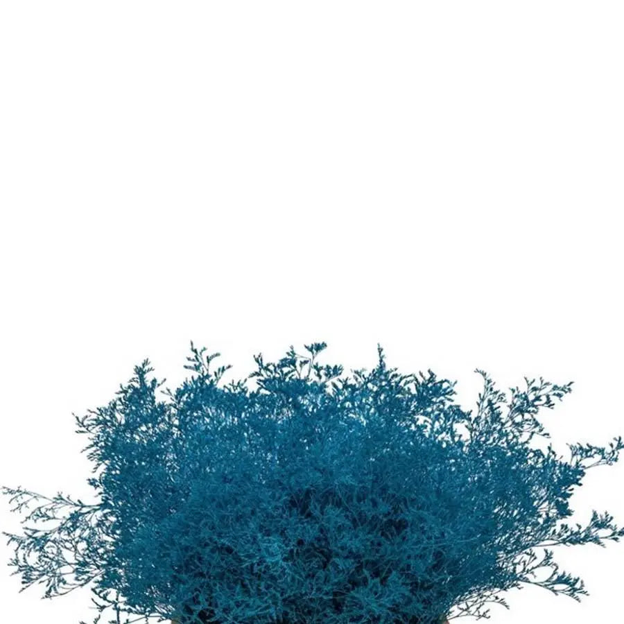 Limonium Painted - 25 Stem Bunch