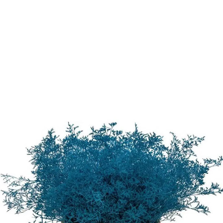 Limonium Painted - 25 Stem Bunch