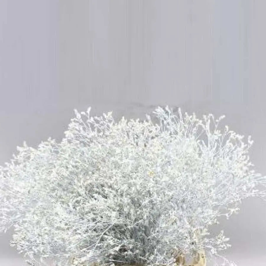 Limonium Painted - 25 Stem Bunch