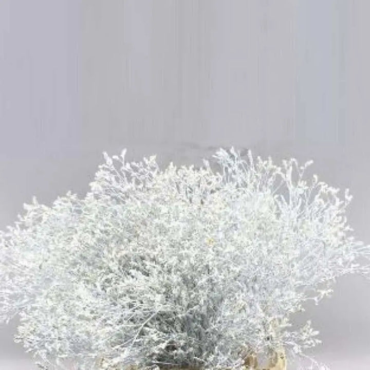 Limonium Painted - 25 Stem Bunch