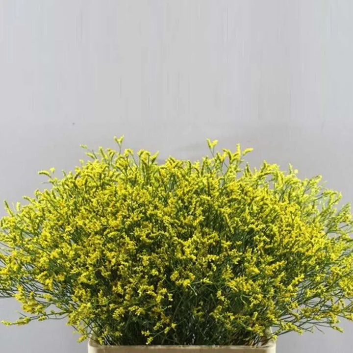 Limonium Painted - 25 Stem Bunch
