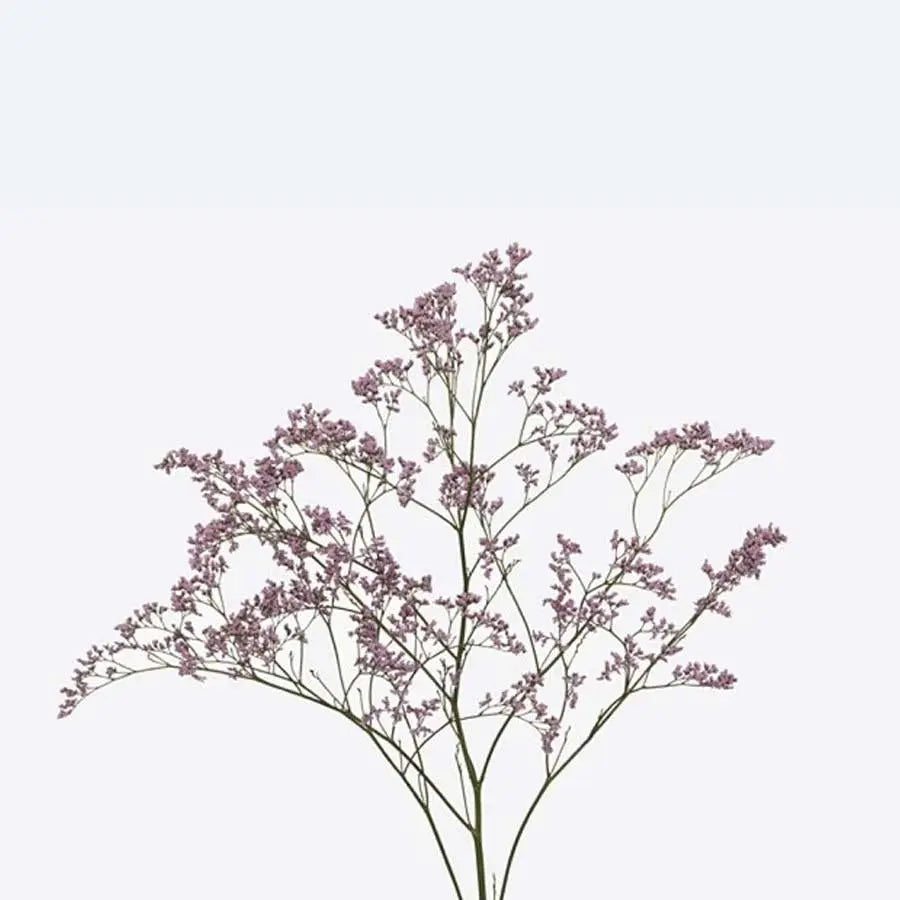 Limonium Safora Oshi Pink - 25 Stem Bunch
