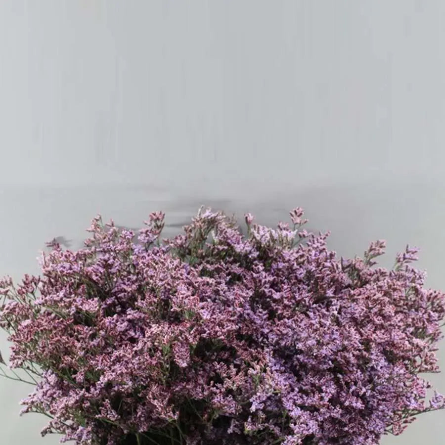 Limonium Safora Pink Sky - 25 Stem Bunch